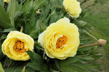 10 TREE PEONY Mountain Paeony Paeonia Suffruticosa Arborea Mixed Colors Red Pink White Purple Yellow Bicolor Flower Shrub Seeds